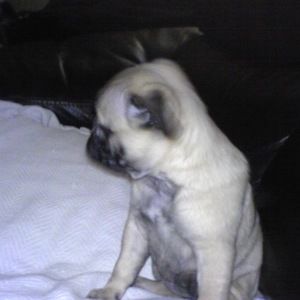 Meet your Posher, Jacob